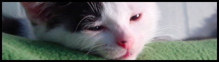 kitty_banner.png