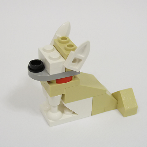chihuahua03a.jpg