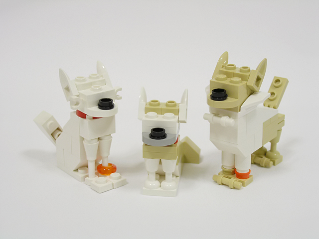 chihuahua20.jpg