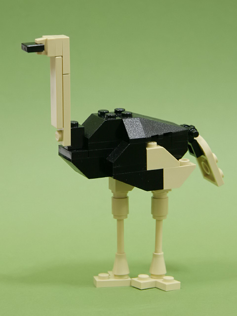 ostrich_01a.jpg