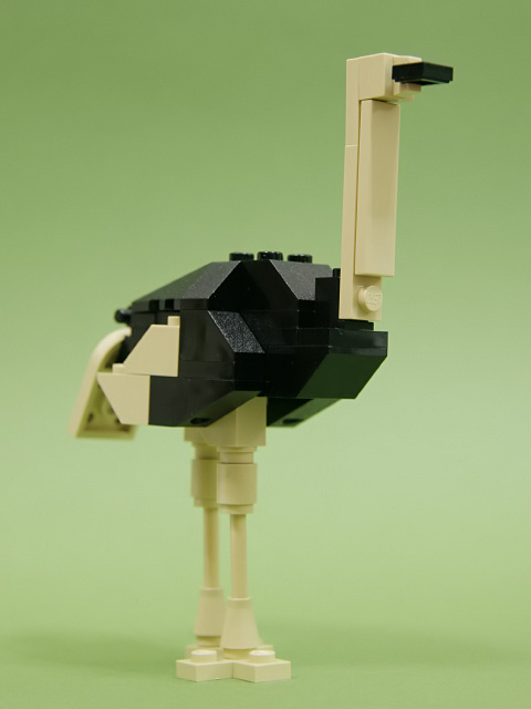 ostrich_01c.jpg