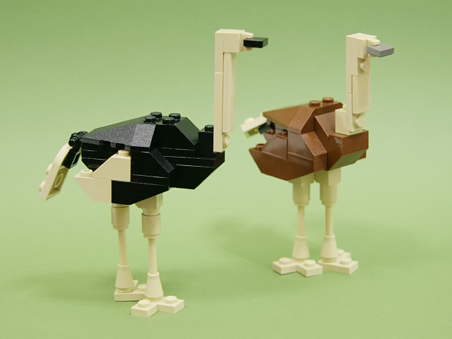 ostrich_00a.jpg