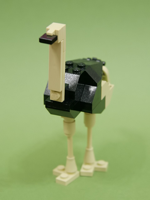 06ostrich_b.jpg