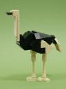 06-OstrichMale