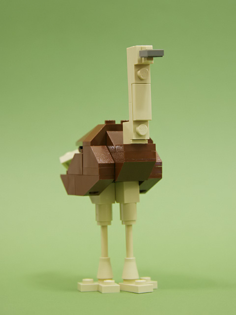 07ostrich_a.jpg