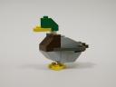 08-MallardMale