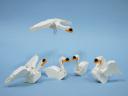 0105_muteswan.jpg