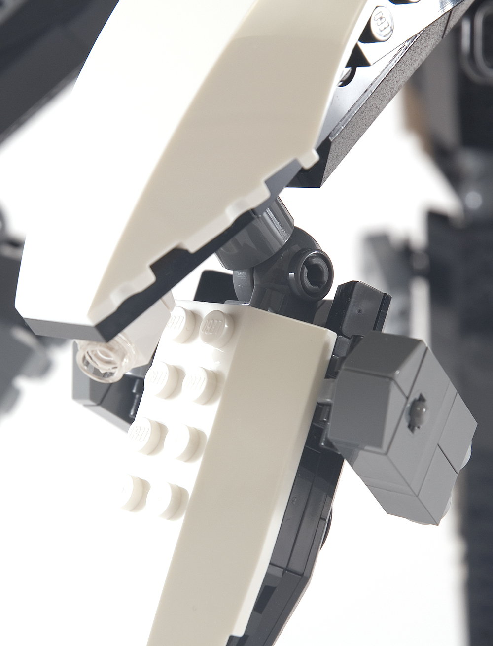 orca_16.jpg
