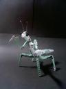 mantis006.jpg