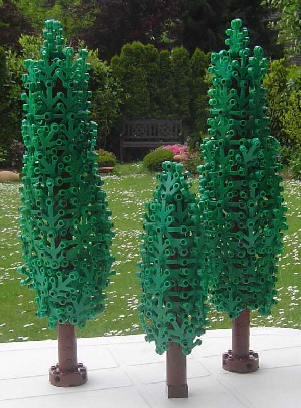 conifer_konifere.jpg