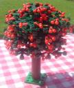 fruit_tree_cherry.jpg