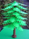 tanne_bright_green_.jpg