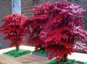 dark_red_tree_002.jpg