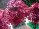 dark_red_tree_005.jpg
