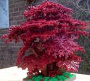 red_technical_tree_1_01.jpg