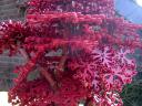 red_technical_tree_1_03.jpg