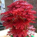 red_technical_tree_1_05.jpg