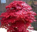red_technical_tree_1_06.jpg