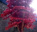 red_technical_tree_2_02.jpg
