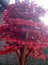 red_technical_tree_2_03.jpg