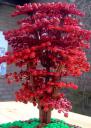 red_technical_tree_3_03.jpg