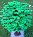 baum_01_02.jpg