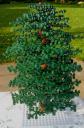 baum_02_01.jpg