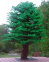 baum_03_01.jpg