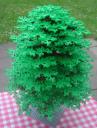 baum_03_02.jpg