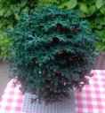 baum_04_01.jpg
