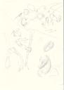 sketchcollection001.jpg