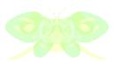butterflyi1.png