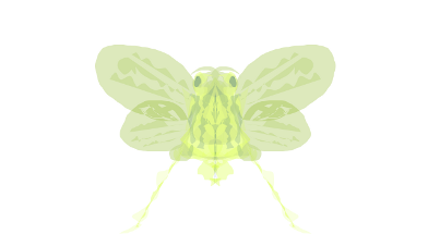 butterflyf3.png
