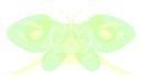 butterflyi3.png
