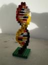 DNA-model