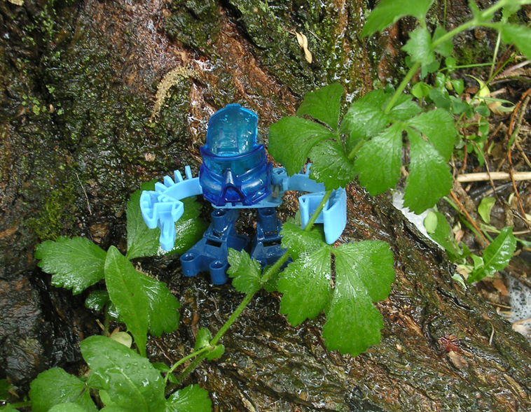 hahli05.jpg