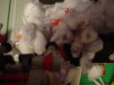 dsc03599.jpg