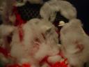 dsc03389.jpg