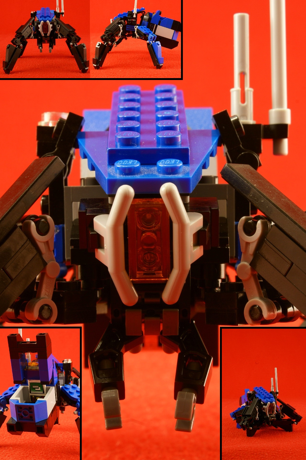 starfish_details.jpg