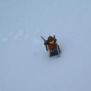 snowjourney.jpg