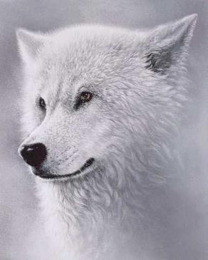 wolf_white.jpg