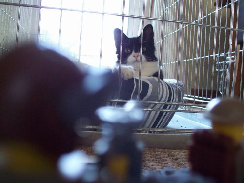 prisoner003.jpg