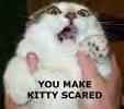 kittyscared.jpg