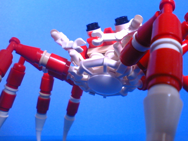 giant-spider-crab05.jpg