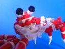 giant-spider-crab03.jpg