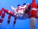 giant-spider-crab05.jpg