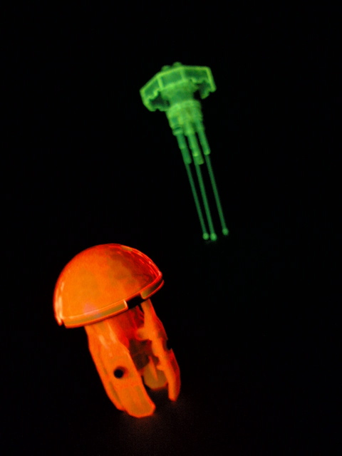 jellyfish9.jpg