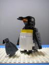 King-penguin