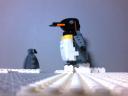 king-penguin6.jpg
