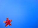 Sea-star